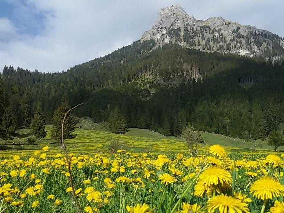 Bergfee Natur Appartements Nesselwängle Екстериор снимка